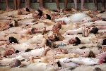 spencer_tunick_2006_san sebastian