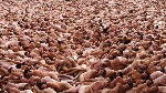 spencer_tunick_2006_Newcastle