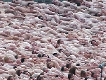 spencer_tunick_2006_Newcastle