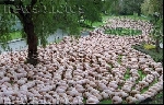 spencer_tunick_2001_melbourne