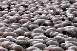 spencer_tunick_2001_melbourne