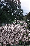 spencer_tunick_2001_melbourne