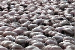 spencer_tunick_2001_melbourne