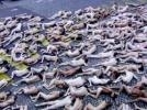 spencer_tunick_2001_fribourg