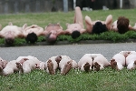 spencer tunick 2006 dusseldorf