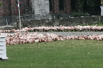 spencer tunick 2006 dusseldorf