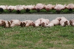 spencer tunick 2006 dusseldorf