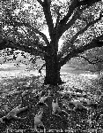 TreeSpirit Project - Nus dans les arbres