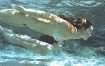 Nues sous l'eau