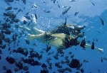 Nues sous l'eau