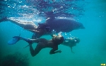Nues sous l'eau