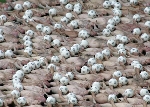 Spencer tunick vienna (vienne) 2008