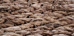 spencer tunick 2010 Sydney